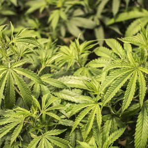 ماده مخدر گل چیست