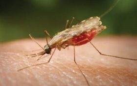 بیماری مالاریا چیست؟