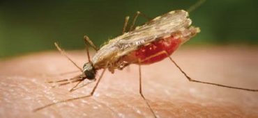 بیماری مالاریا چیست؟