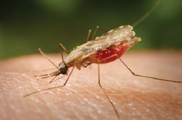 عکس پشه مالاریا