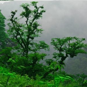 پارک ملی استان گلستان