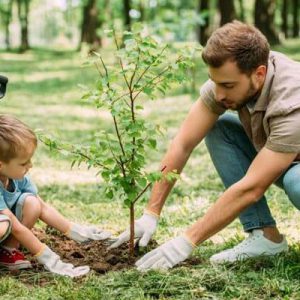 زمان مناسب کاشت نهال