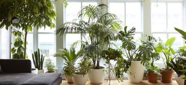 گیاهان آپارتمانی برای تصفیه هوای خانه