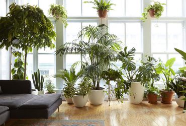 گیاهان آپارتمانی برای تصفیه هوای خانه