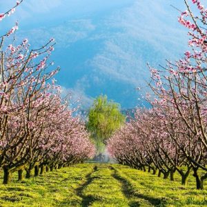 حفاظت از طبیعت و محیط زیست در عید نوروز