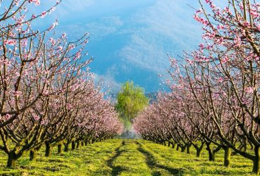 حفاظت از طبیعت و محیط زیست در عید نوروز