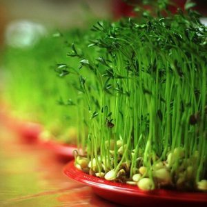 روش کاشت انواع سبزه برای عید