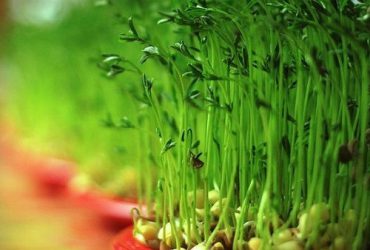 روش کاشت انواع سبزه برای عید