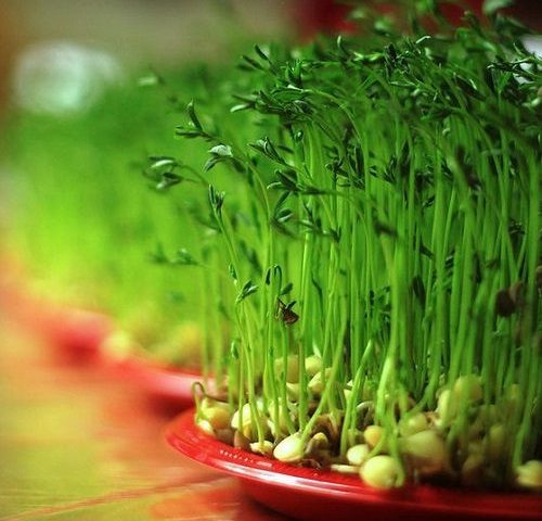 روش کاشت انواع سبزه برای عید