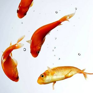 جایگزین ماهی قرمز سفره هفت سین