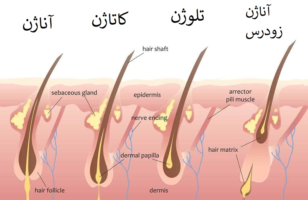 مرحله رشد ریش و سبیل