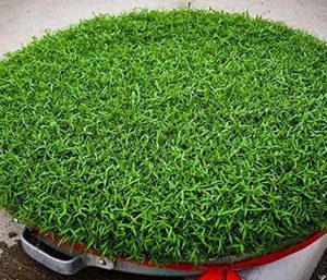 گاودانه زیباترین سبزه عی