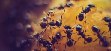 ترفندهای فراری دادن مورچه ها از خانه