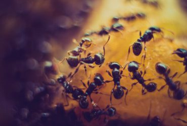 ترفندهای فراری دادن مورچه ها از خانه