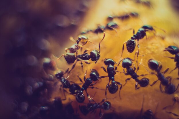 ریشه کنی مورچه