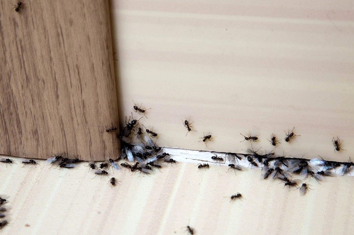 نمک و رهایی از مورچه ها