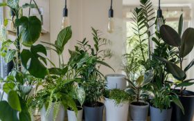 گیاهان آپارتمانی و سازگار با نور کم