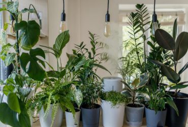 گیاهان آپارتمانی و سازگار با نور کم